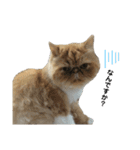 S..ねこ(おまけ)（個別スタンプ：13）