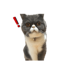 S..ねこ(おまけ)（個別スタンプ：14）