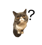 S..ねこ(おまけ)（個別スタンプ：15）
