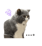 S..ねこ(おまけ)（個別スタンプ：16）