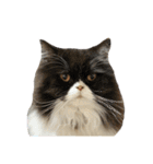 S..ねこ(おまけ)（個別スタンプ：17）