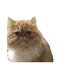 S..ねこ(おまけ)（個別スタンプ：18）