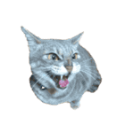 S..ねこ(おまけ)（個別スタンプ：19）