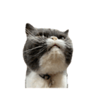 S..ねこ(おまけ)（個別スタンプ：20）