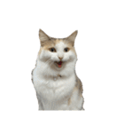 S..ねこ(おまけ)（個別スタンプ：21）