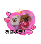 Leo and Lily ポメラニアン（個別スタンプ：1）