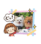 Leo and Lily ポメラニアン（個別スタンプ：3）