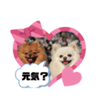 Leo and Lily ポメラニアン（個別スタンプ：7）