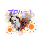 Leo and Lily ポメラニアン（個別スタンプ：8）