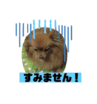 Leo and Lily ポメラニアン（個別スタンプ：9）