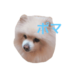 ポマ/ポメラニアン（個別スタンプ：1）