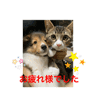 さんがとなめろうの便利なスタンプ（個別スタンプ：13）