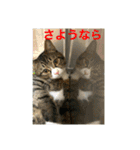 さんがとなめろうの便利なスタンプ（個別スタンプ：14）