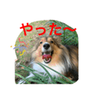 さんがとなめろうの便利なスタンプ（個別スタンプ：17）