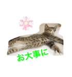 さんがとなめろうの便利なスタンプ（個別スタンプ：20）