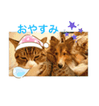 さんがとなめろうの便利なスタンプ（個別スタンプ：24）