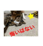さんがとなめろうの便利なスタンプ（個別スタンプ：37）