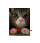 さんがとなめろうの便利なスタンプ（個別スタンプ：38）