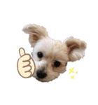チーズうぅ（個別スタンプ：3）
