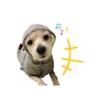 チーズうぅ（個別スタンプ：8）