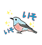 野鳥のはんこ スタンプ③（個別スタンプ：31）