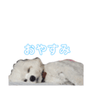 うちのこむたん（個別スタンプ：1）