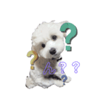 うちのこむたん（個別スタンプ：4）