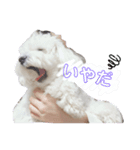 うちのこむたん（個別スタンプ：5）