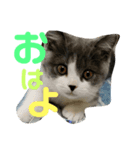 愛猫おすましプリン（個別スタンプ：1）