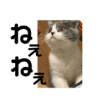 愛猫おすましプリン（個別スタンプ：2）