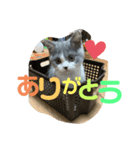 愛猫おすましプリン（個別スタンプ：3）
