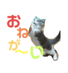 愛猫おすましプリン（個別スタンプ：5）
