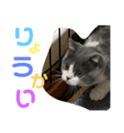 愛猫おすましプリン（個別スタンプ：6）