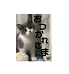 愛猫おすましプリン（個別スタンプ：8）