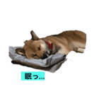 ダン②（個別スタンプ：2）