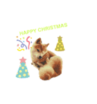 豆柴親子 ぼたんとてつこのスタンプDX（個別スタンプ：1）