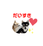 豆柴親子 ぼたんとてつこのスタンプDX（個別スタンプ：4）