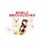 豆柴親子 ぼたんとてつこのスタンプDX（個別スタンプ：10）