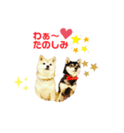 豆柴親子 ぼたんとてつこのスタンプDX（個別スタンプ：11）