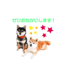 豆柴親子 ぼたんとてつこのスタンプDX（個別スタンプ：12）