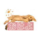 こっぱうスタンプ（個別スタンプ：9）