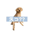 こっぱうスタンプ（個別スタンプ：17）