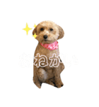 こっぱうスタンプ（個別スタンプ：19）