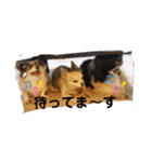 楓乃Pんち 4姉兄妹（個別スタンプ：17）