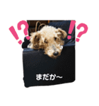 楓乃Pんち 4姉兄妹（個別スタンプ：19）