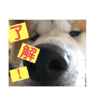 秋田犬のこてつ（個別スタンプ：1）