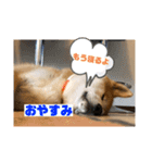 秋田犬のこてつ（個別スタンプ：2）