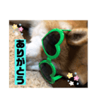 秋田犬のこてつ（個別スタンプ：3）