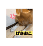 秋田犬のこてつ（個別スタンプ：4）