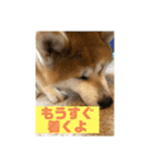 秋田犬のこてつ（個別スタンプ：5）